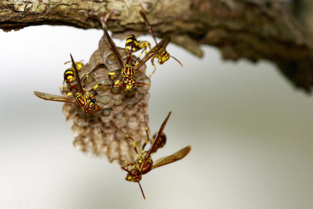 会飞的蜂窝–三蜜蜂如何从蜂窝来判断是什么蜂
