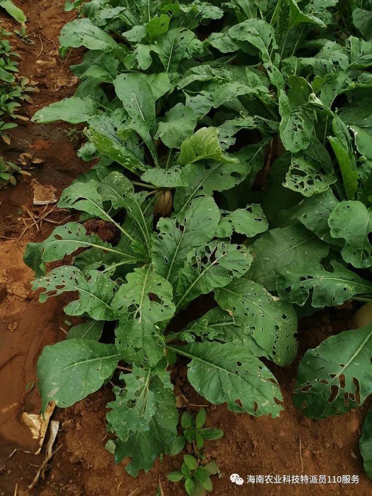 【技术指导】白萝卜发生小菜蛾和地下害虫为害怎么防治?