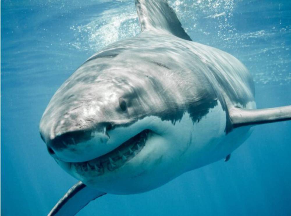 为什么人类不吃鲨鱼肉,但却把鱼翅奉为上品?