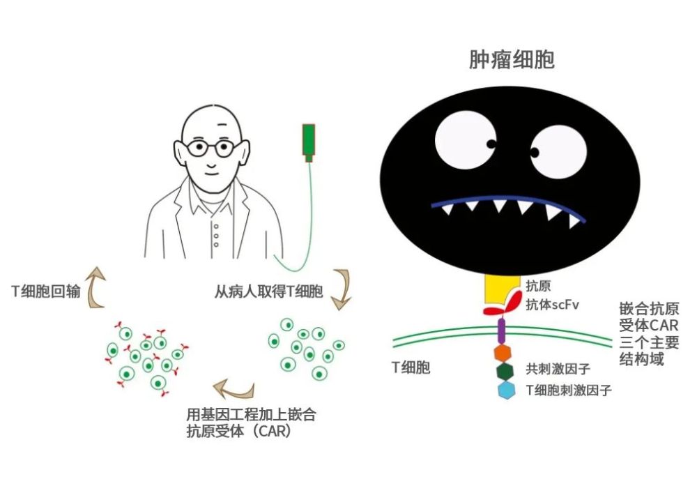 制备此药物,首先需要从患者血液中采集t细胞,并根据