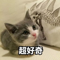 猫咪表情包:超好奇_腾讯新闻