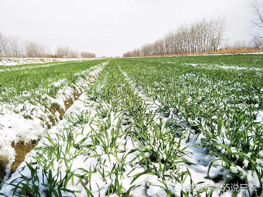 冬月将至,"十一月下场雪,送给麦苗一床被",冬季下雪偏