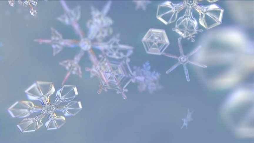 冰晶雪花变黑?冰灯玉露化水?美丽的花儿为何遭此一劫?