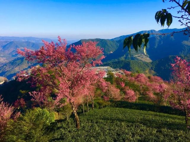 云南冬天最美的地方,大雪纷飞时,这里满山樱花盛开成海!