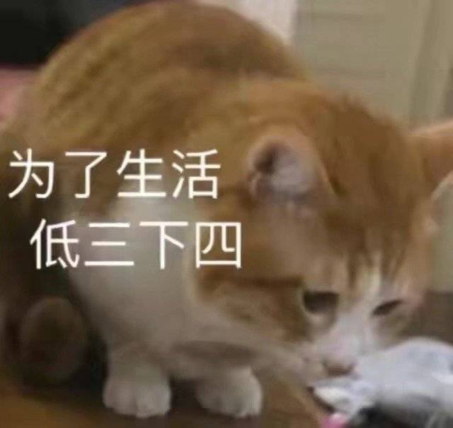 可爱小猫咪表情包,为了生活低三下四