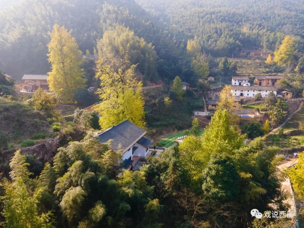 高岭村不产高岭土,却有千年银杏和高岭宿集,此刻,银杏正好
