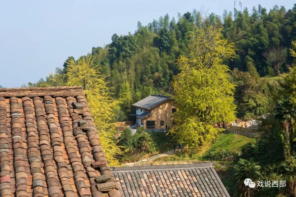 高岭村不产高岭土,却有千年银杏和高岭宿集,此刻,银杏正好_腾讯新闻