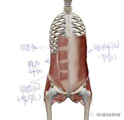 腹肌完全训练手册(建议收藏)