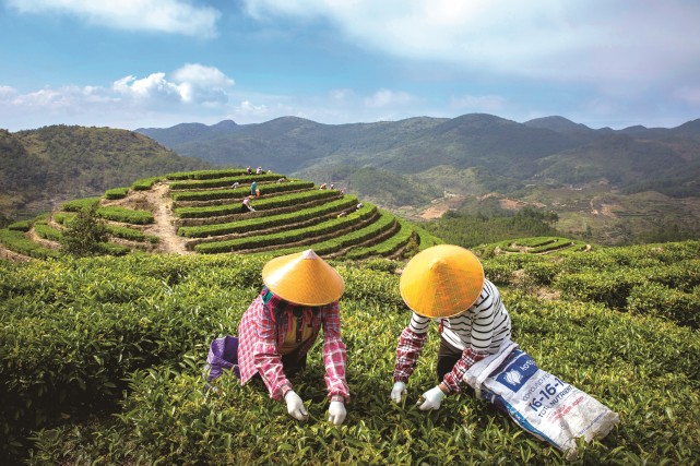 富硒茶乡,福地诏安|廖梅珊|茶叶|八仙茶