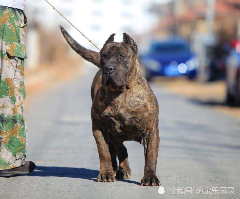 打架狗排名_狗打架