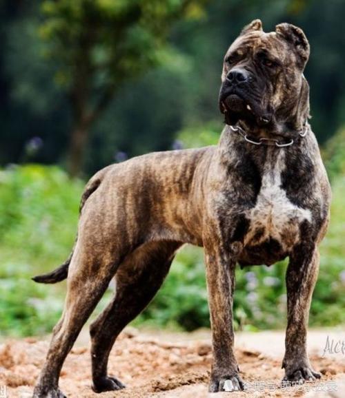 土佐犬是日本神秘的大型竞技斗狗,被誉为世界上最凶猛的犬类之一,东方