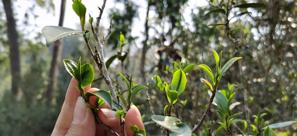 三, 倚邦古茶山