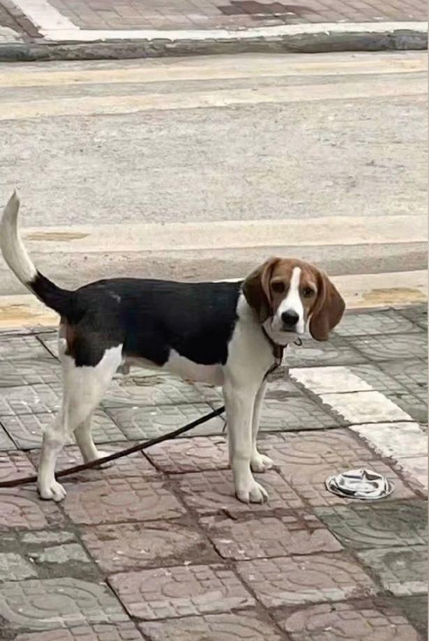 主人大意停车压扁比格犬的"铁饭碗",小狗表情逗乐爆红网络