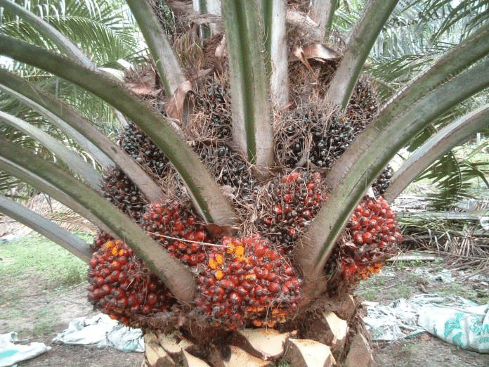 油棕树和它的果实:每一个大坨都是由很多小果子集聚而成