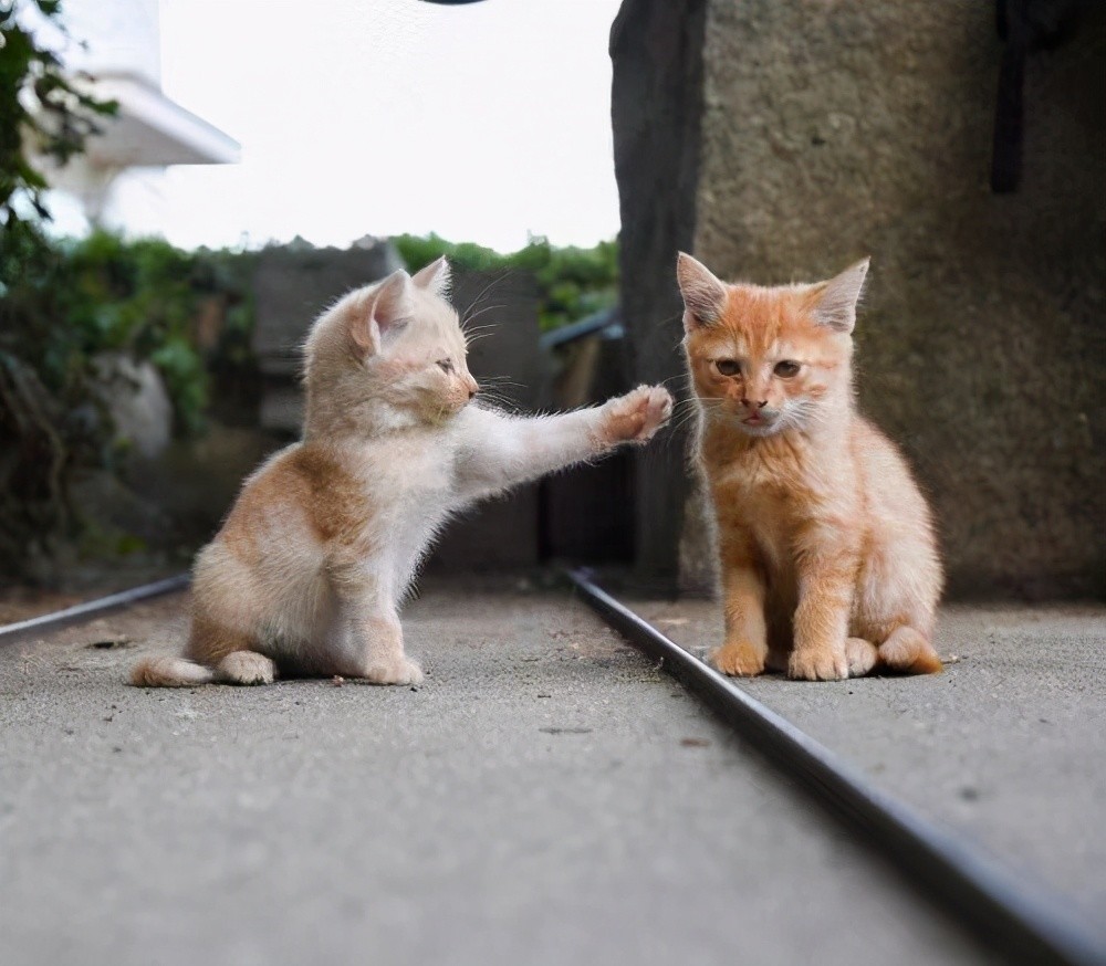 猫咪的爪子被修饰成用枪指着另一只猫咪,两只猫咪不是为了争夺小鱼