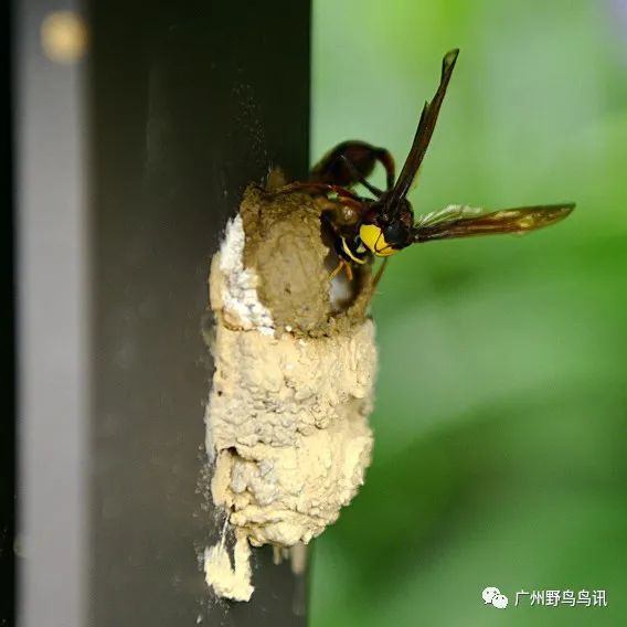 日前出门旅行,在一条人行栈道的扶手栏杆下发现有只泥蜂在筑巢,因为