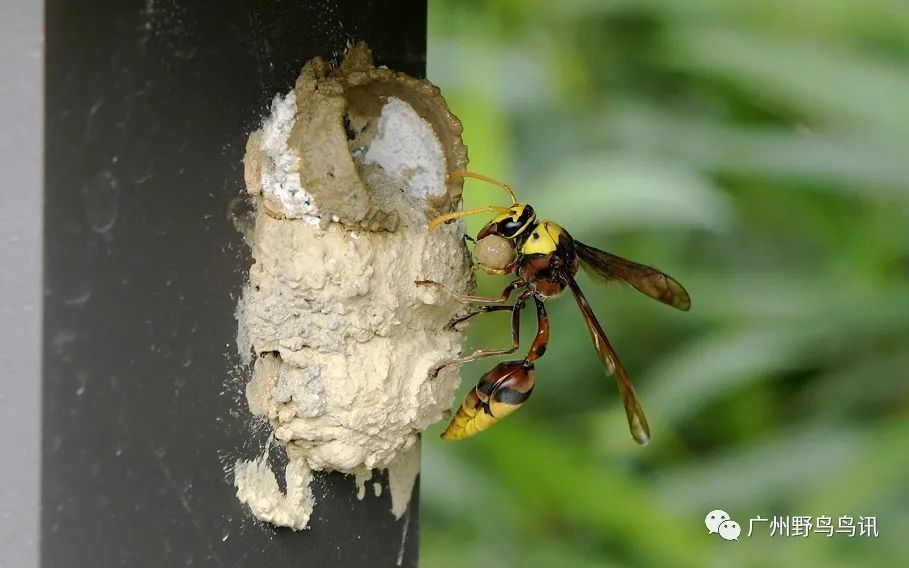 自然观察泥蜂