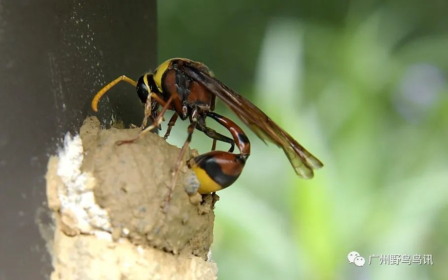 自然观察泥蜂