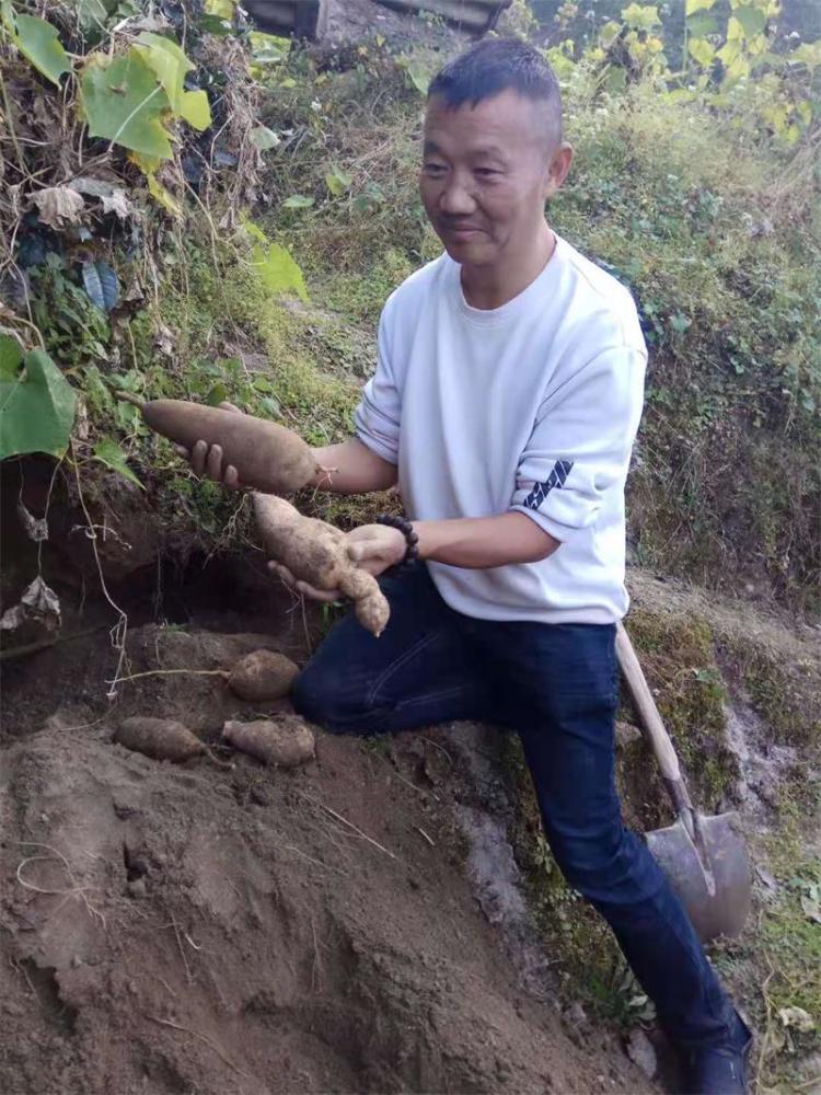 冬天刨佛手瓜根茎煲大骨汤,春夏炒煮嫩藤尖,秋季烹饪佛手瓜果香甜可口