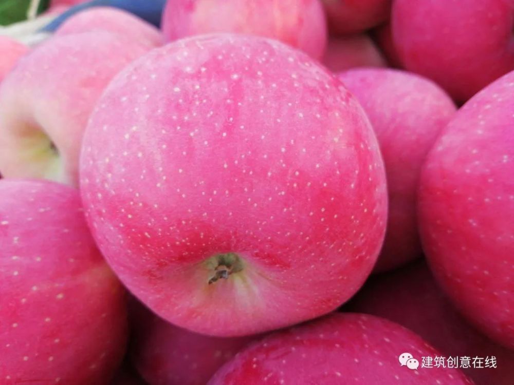 【家乡特产】特色农产品——甘肃天水秦安苹果之红富士(早熟)