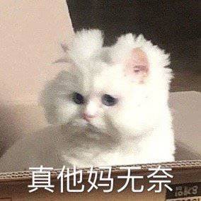 萌宠表情包:呵,女人,都是可爱的天使!