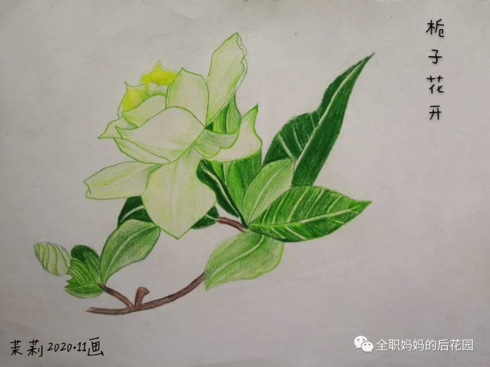 文末配图:7岁茉莉的彩铅新作《栀子花开》