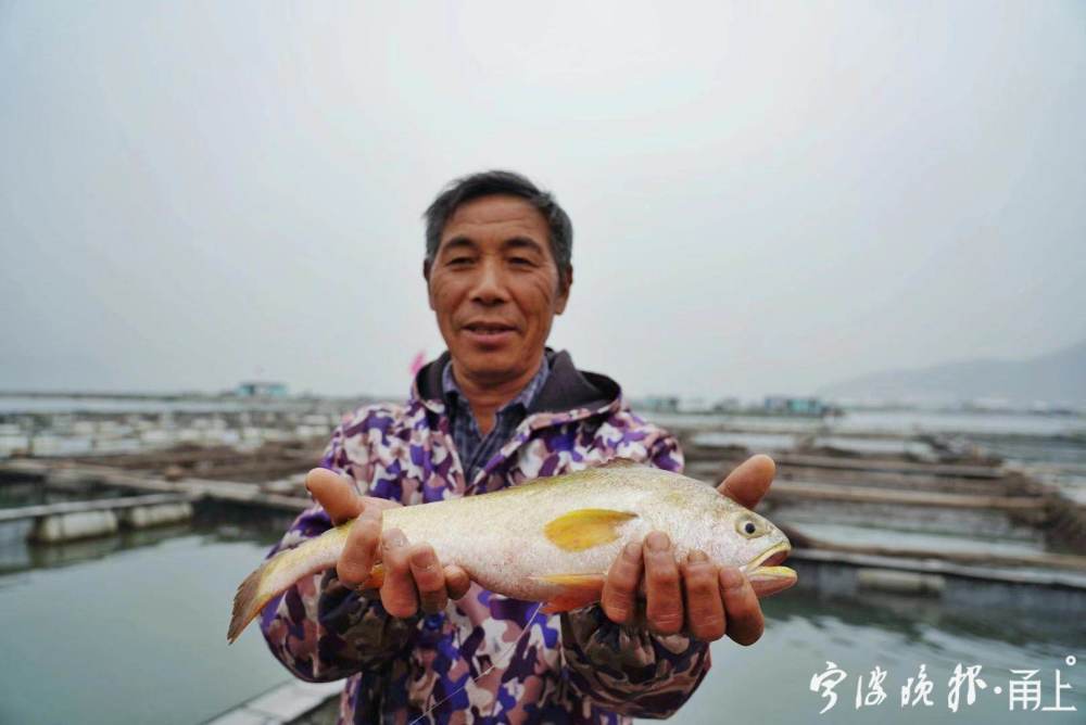 "严兴国介绍说 目前,高泥村网箱养殖的大黄鱼已经到了大批量上市