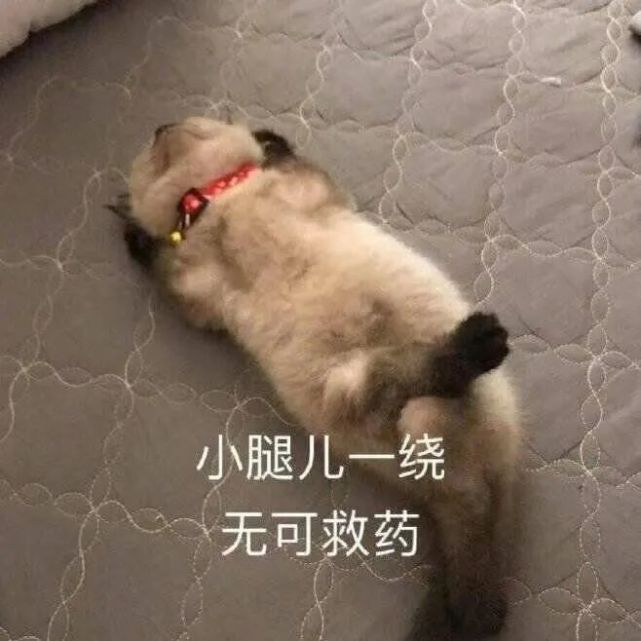 萌宠表情包:按住躁动的你!