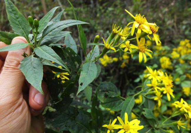 "有人识得千里光,一生一世不生疮",你认识这种草药吗?