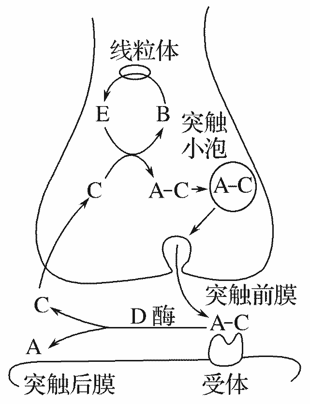 (2016全国卷)乙酰胆碱可作为兴奋性神经递质,其合成与释放见示意图.