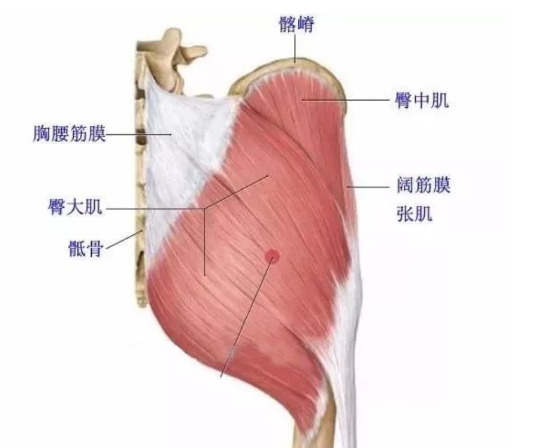 臀肌三兄弟臀大中小肌固腰护膝就靠你们