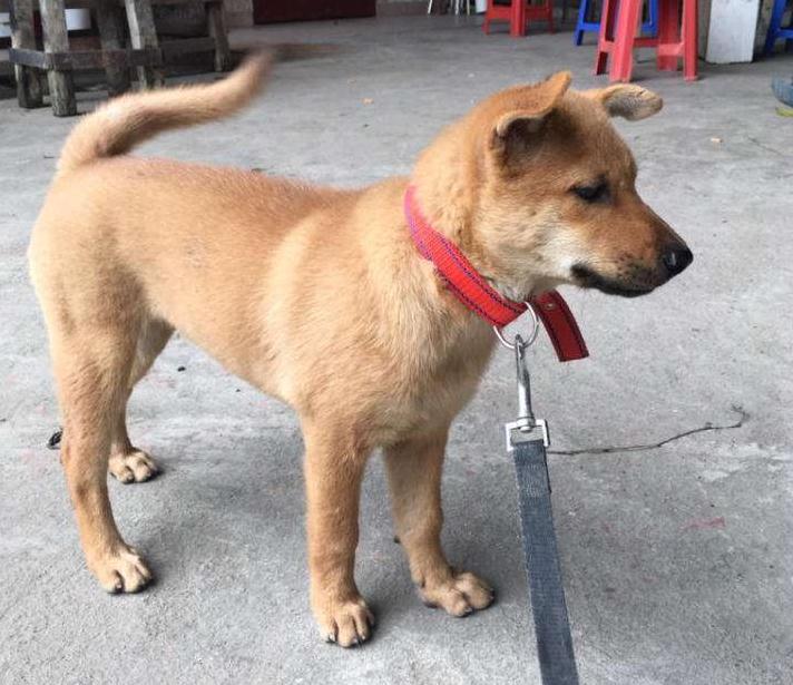 中华田园犬有10大优点,哪一点比宠物狗差了?