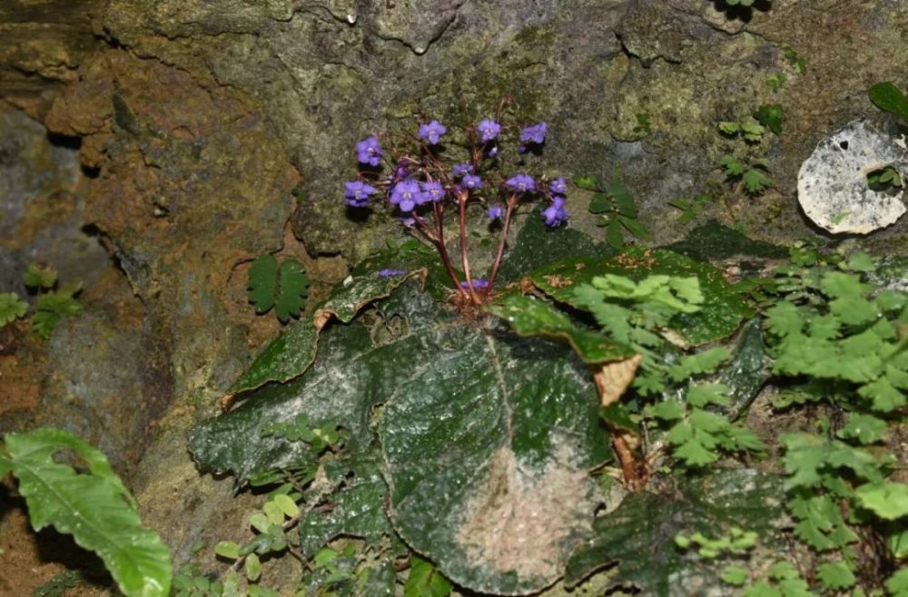 植物与人口_人口与国情手抄报(2)