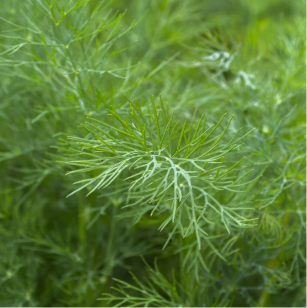 茴香又称小怀香,是重要的香料植物之一.叶与果实均具有特异的香气.