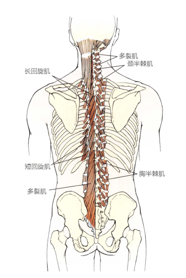 解剖:颈胸段半棘肌,多裂肌,回旋肌.