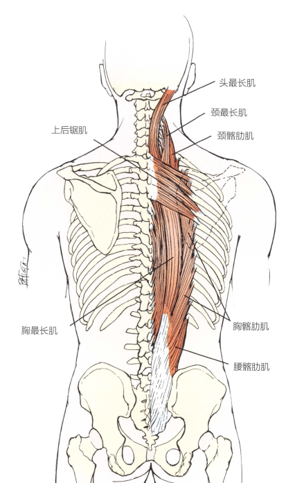 腰背部超详细手法治疗,附操作示意图,轻松学习!