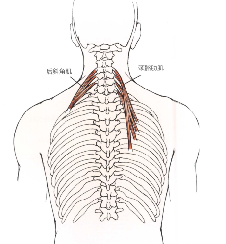 腰背部超详细手法治疗,附操作示意图,轻松学习!