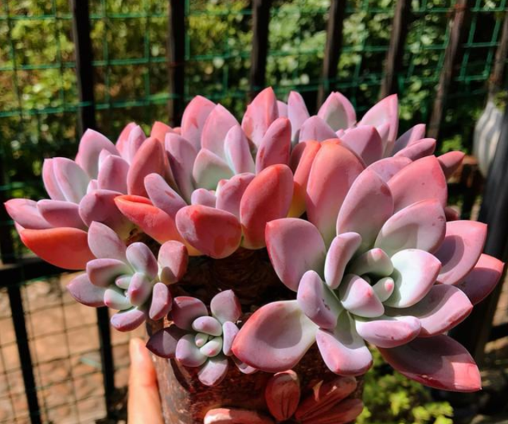 1000
