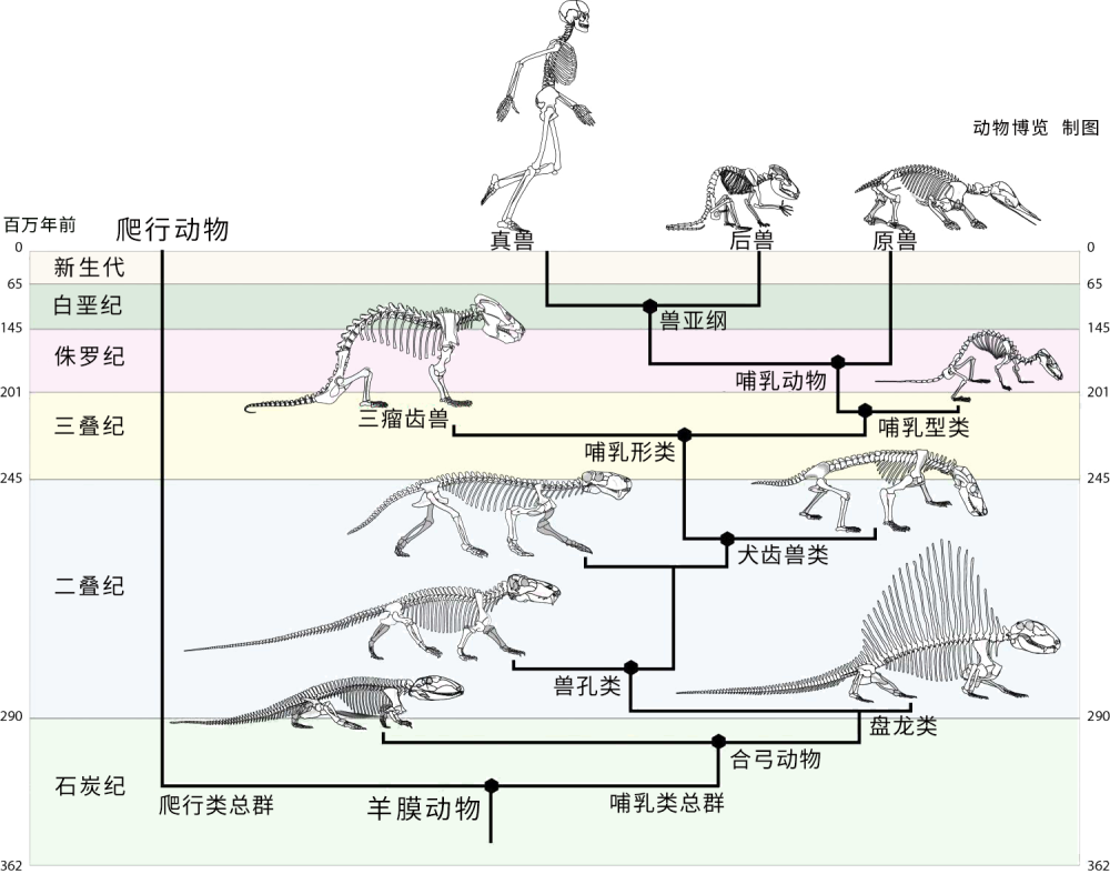 就在三叠纪晚期,犬齿兽演化出最早的一批哺乳型类动物,有隐王兽,摩根