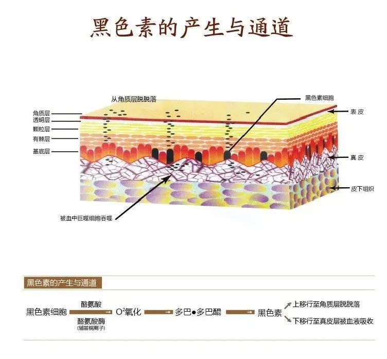 干货分享|细数白癜风与非白(色素减退)斑,伍德灯下区别明显