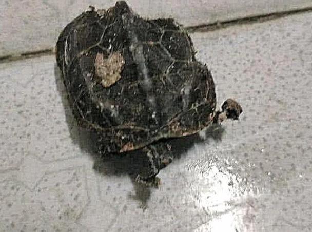 因为没过几天,男子就发现这只乌龟死了,它不知道被什么东西吃掉了