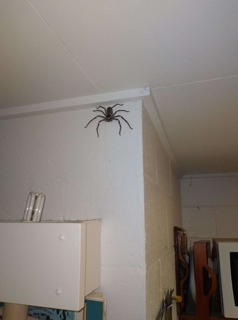 家里来了只15厘米大的蜘蛛别怕好事