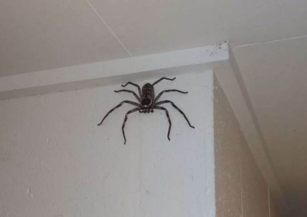 夏洛特是一只猎人蛛,目前体型大约15厘米宽,这种蜘蛛可以长得很大,但