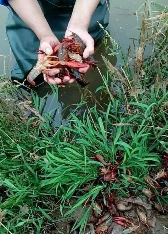 冻死,老死,憋死,蜕壳死,毒死,数数冬季小龙虾的各种花样死法