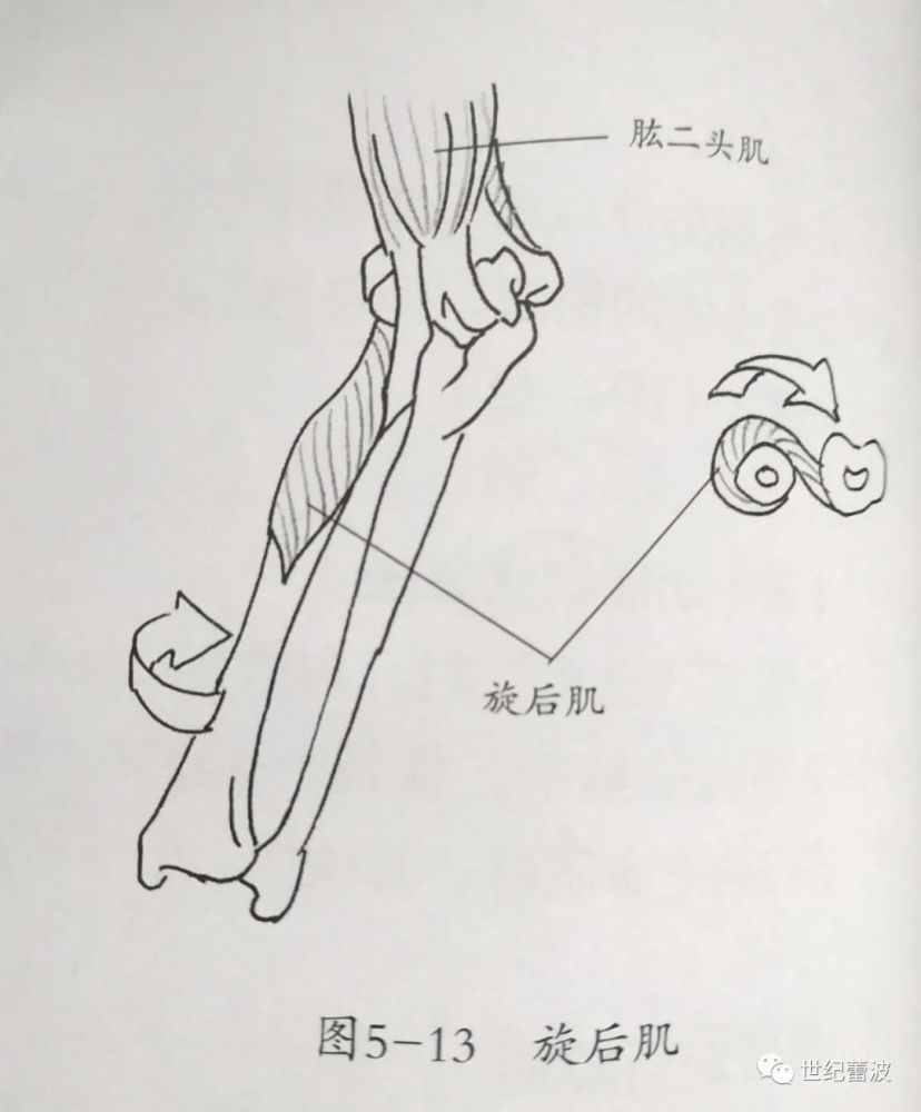 前臂旋后功能障碍,常常主要因为旋前圆肌等痉挛.