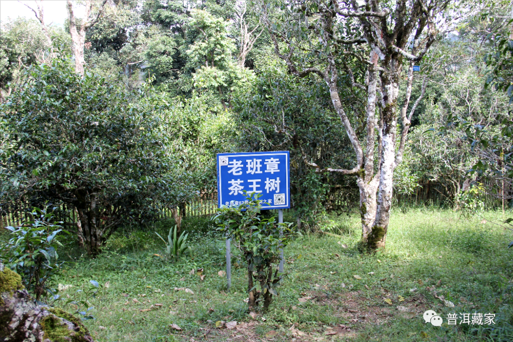 老班章茶王树