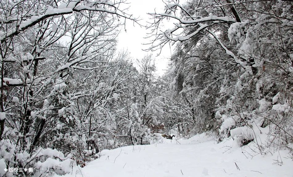 一场雪后,天水最美山村雪景图来了,宛若仙境,又仿佛回到小时候