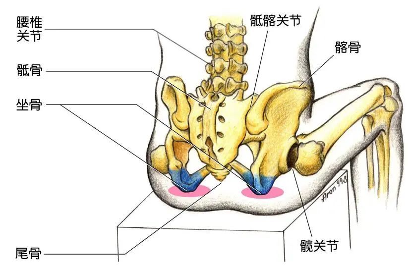 身体需要用到的关节有很多,如骨盆后方的骶髂关节,腰椎关节,髋关节等