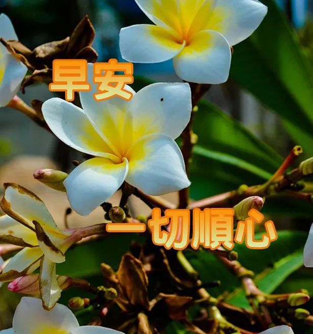 早安祝福语录图片句子大全 早上好问候动态表情精选 四月温馨早安祝福