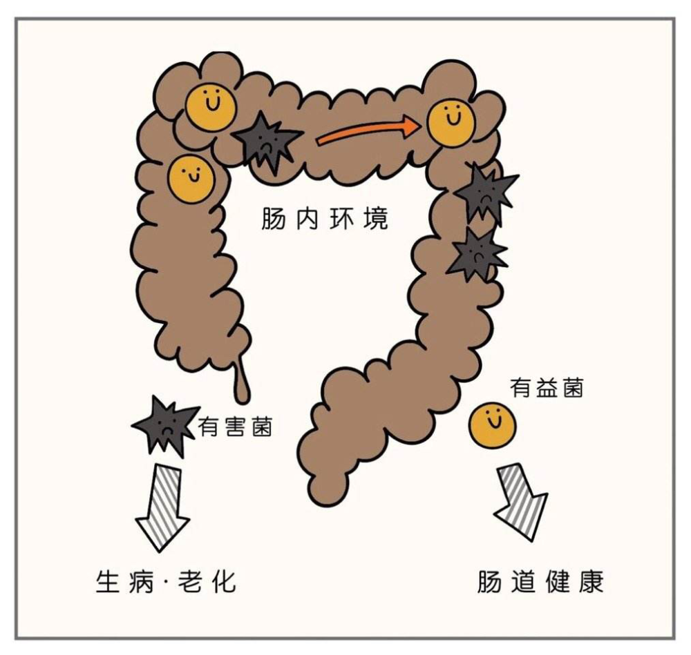 通过补充益生元,可以改善肠道菌群组成,使肠道有益菌占据优势,从而